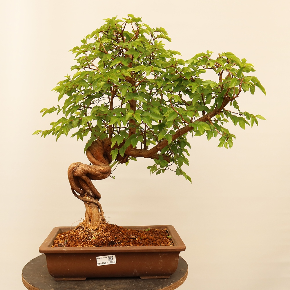 Outdoor bonsai - Carpinus Coreana - Korean hornbeam
