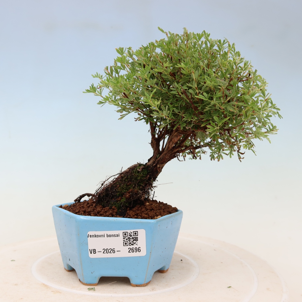 Outdoor Bonsai—Shrubby Cinquefoil (Potentilla fruticosa) 'Goldkissen'