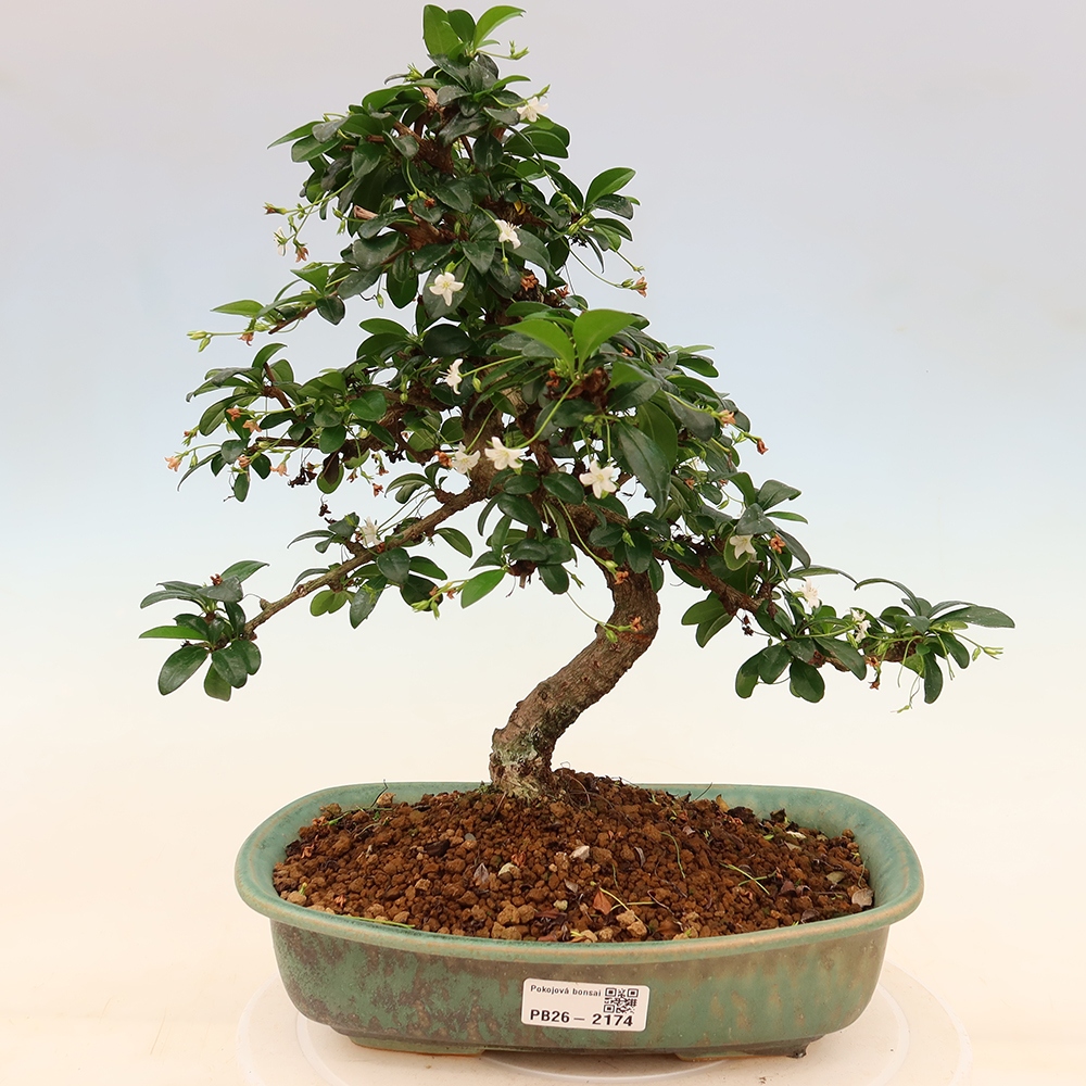 Room bonsai - Carmona macrophylla - Tea fuki