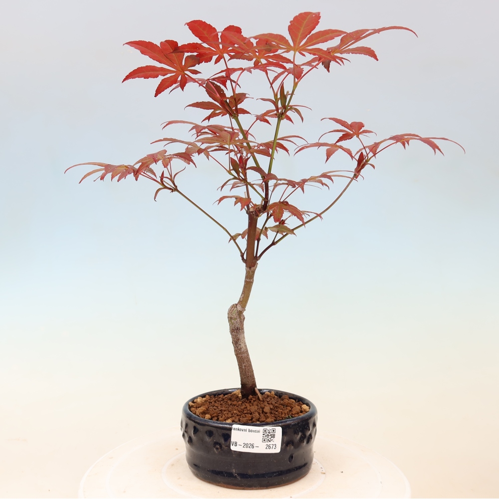 Outdoor bonsai - Acer palm. Atropurpureum-Javor palmate