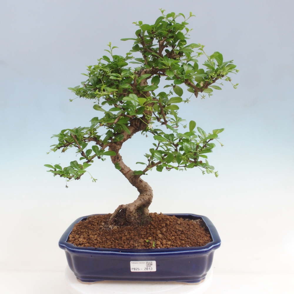 Room bonsai - Carmona macrophylla - Tea fuki