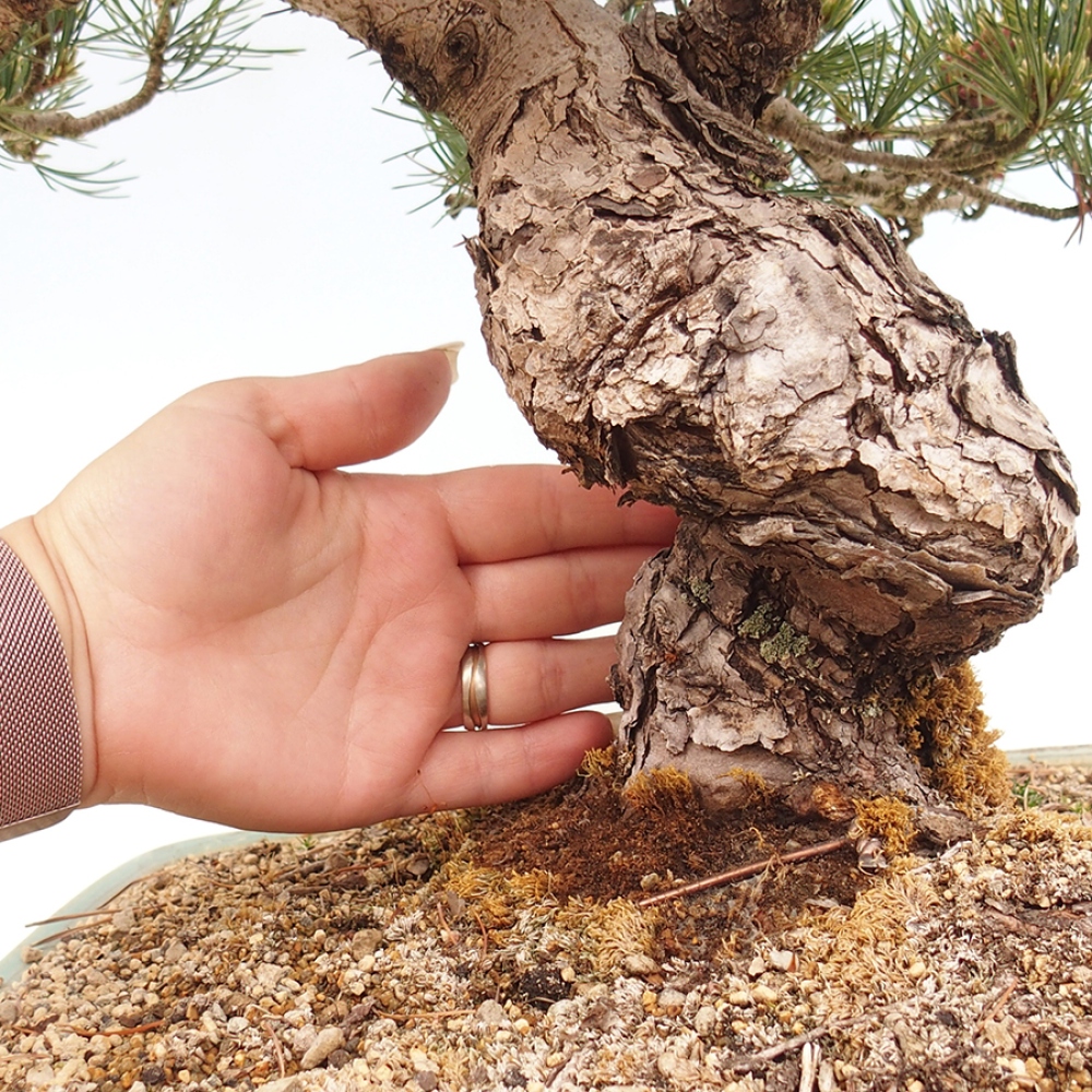 Outdoor bonsai - Pinus parviflora - Pinus parviflora