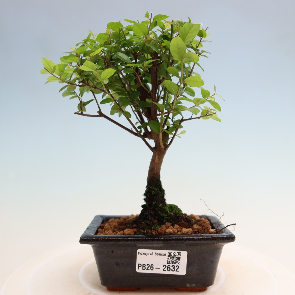 Room bonsai - Sageretia thea - Sageretia thea