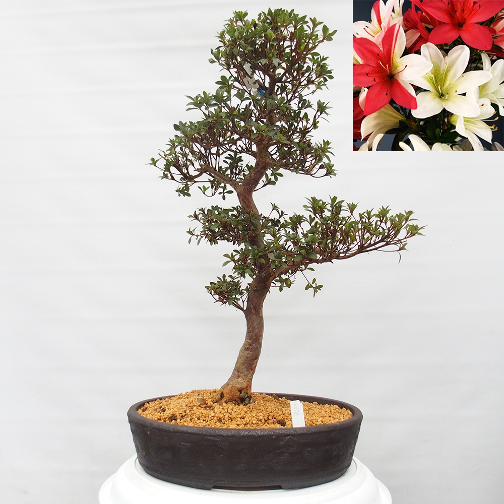 Outdoor bonsai - Japanese Azalea - Azalea Hanatsuzuri