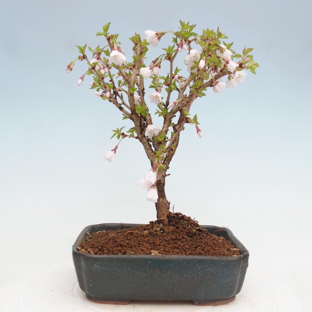 Outdoor bonsai - Prunus incisa Kojou-no mai-Plivon cut out