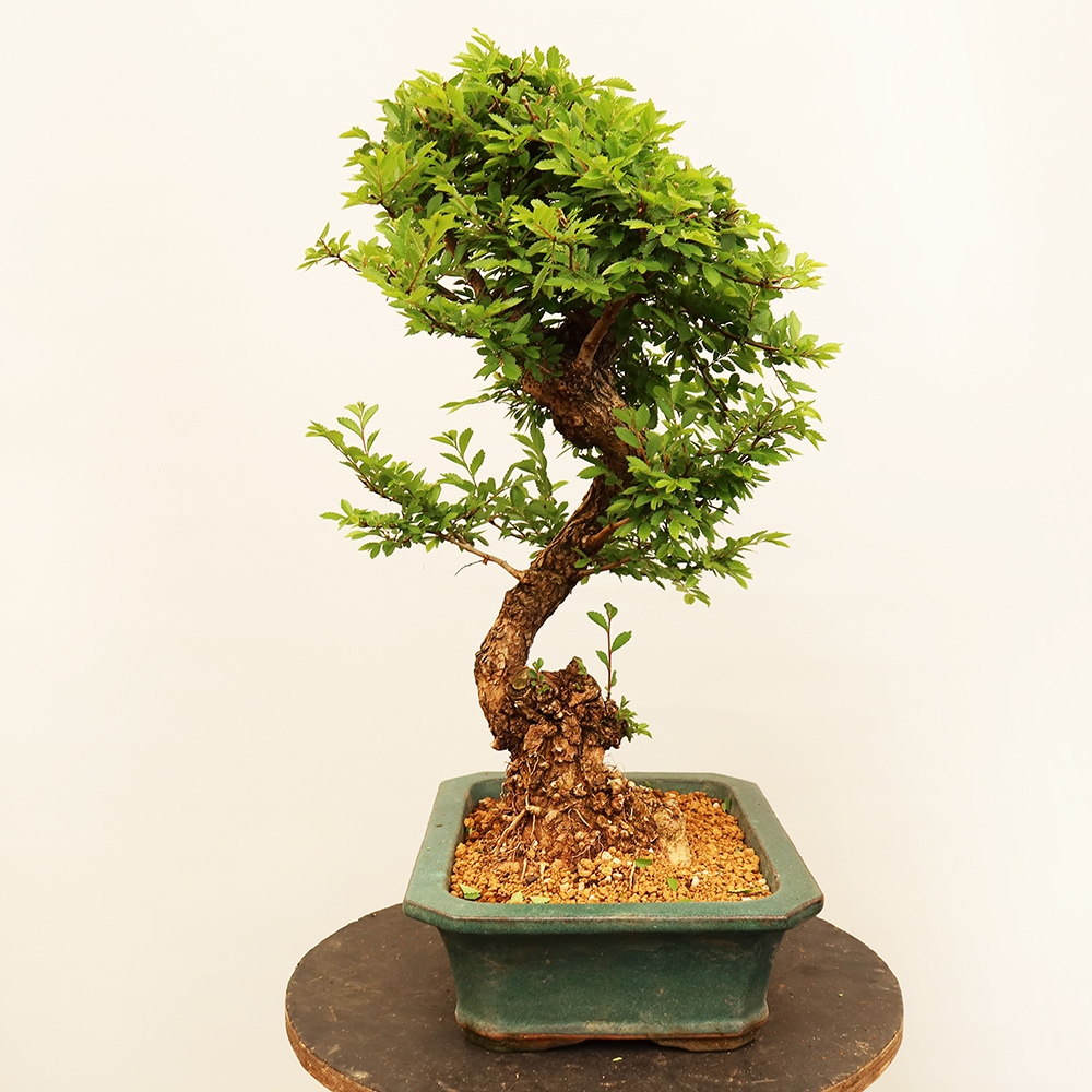 Outdoor bonsai - Zelkova - Zelkova NIRE