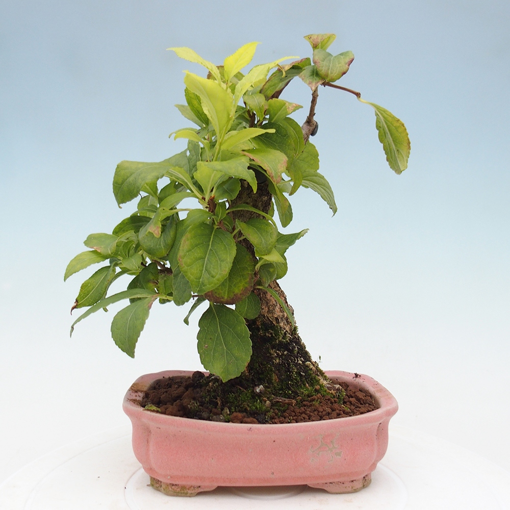 Outdoor bonsai - Celastrus Jesenec