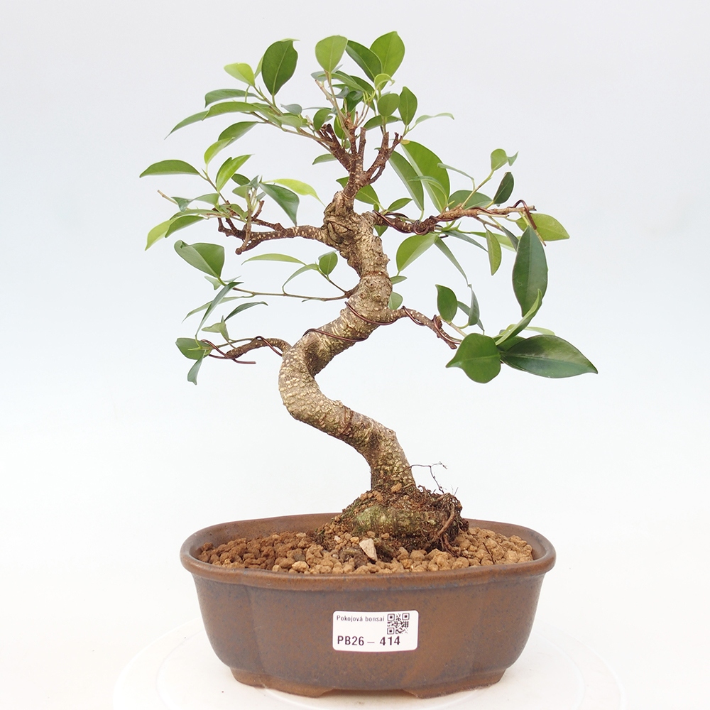 Room bonsai - Ficus retusa - small-leaved ficus