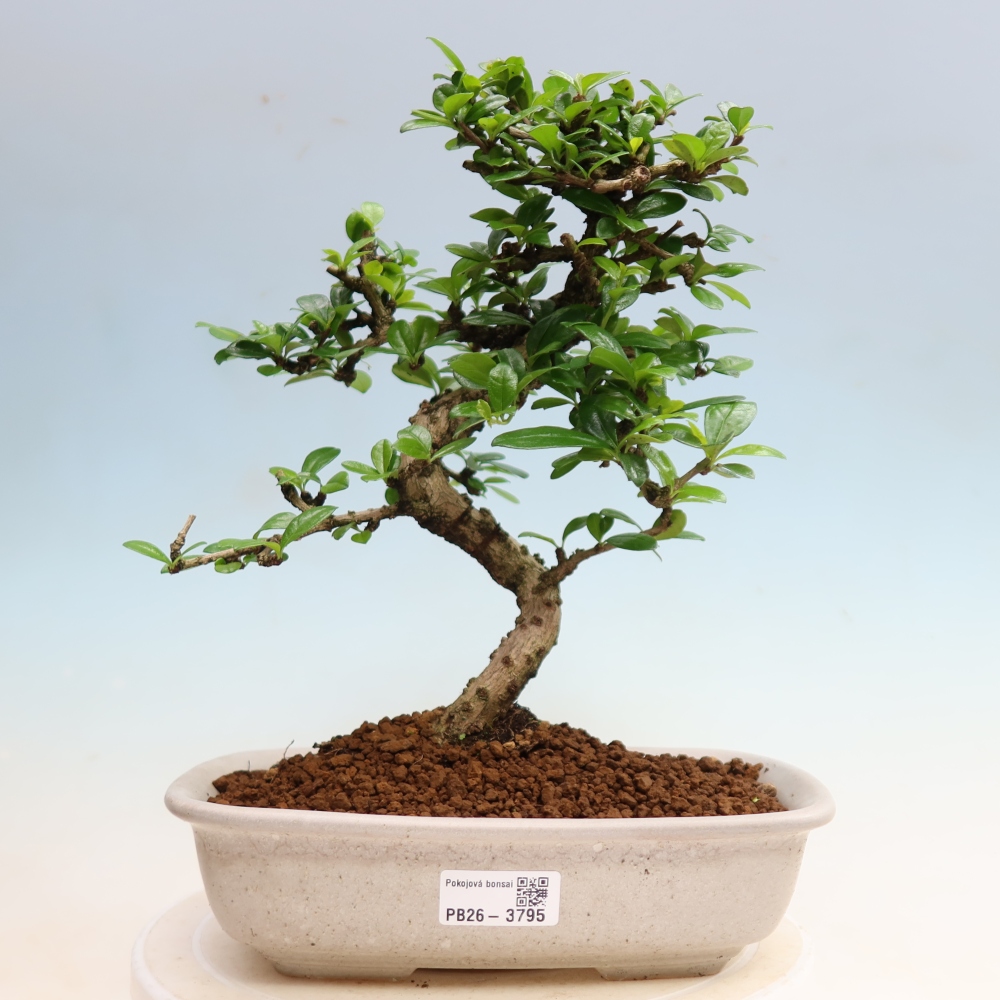 Room bonsai - Carmona macrophylla - Tea fuki