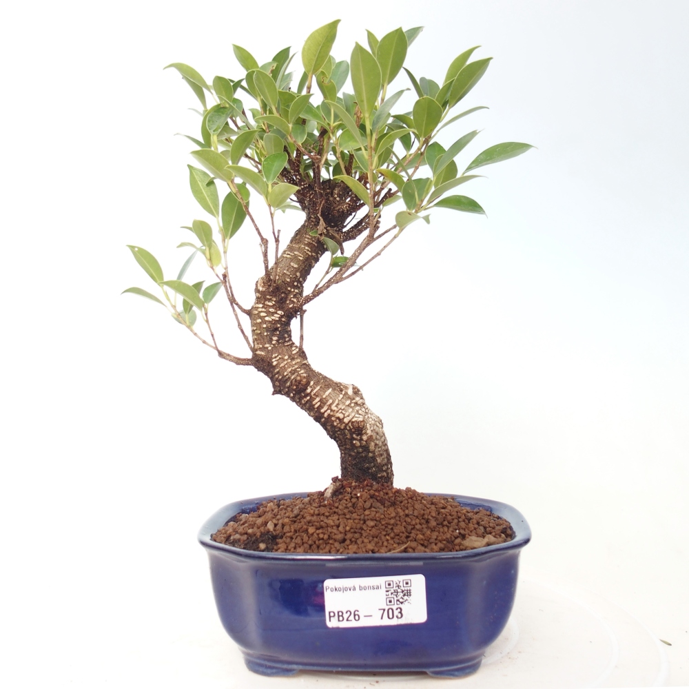 Room bonsai - Ficus retusa - small-leaved ficus