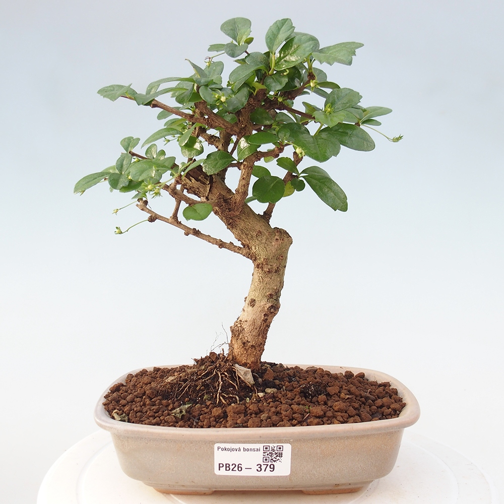 Room bonsai - Carmona macrophylla - Tea fuki