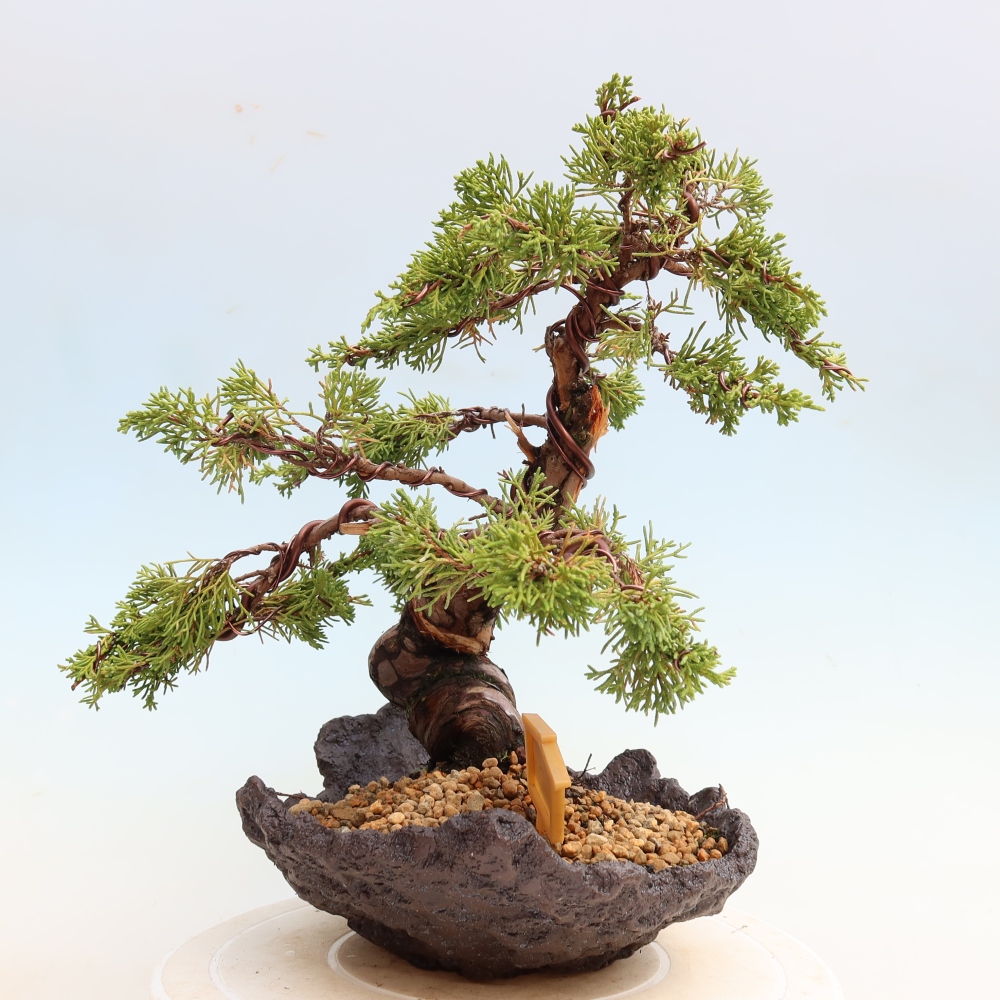 Outdoor Bonsai - Juniperus chinensis Itoigawa - Chinese Juniper