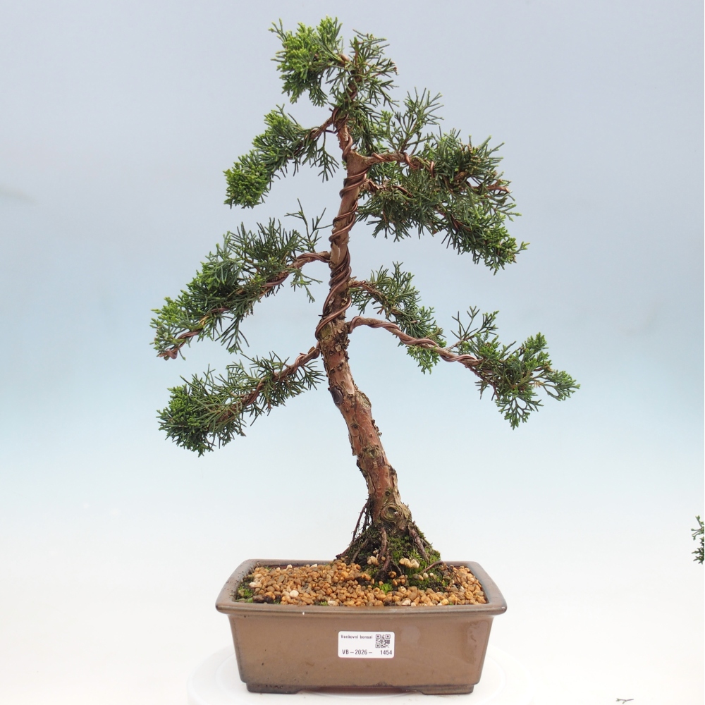 Outdoor bonsai - Juniperus chinensis Kishu