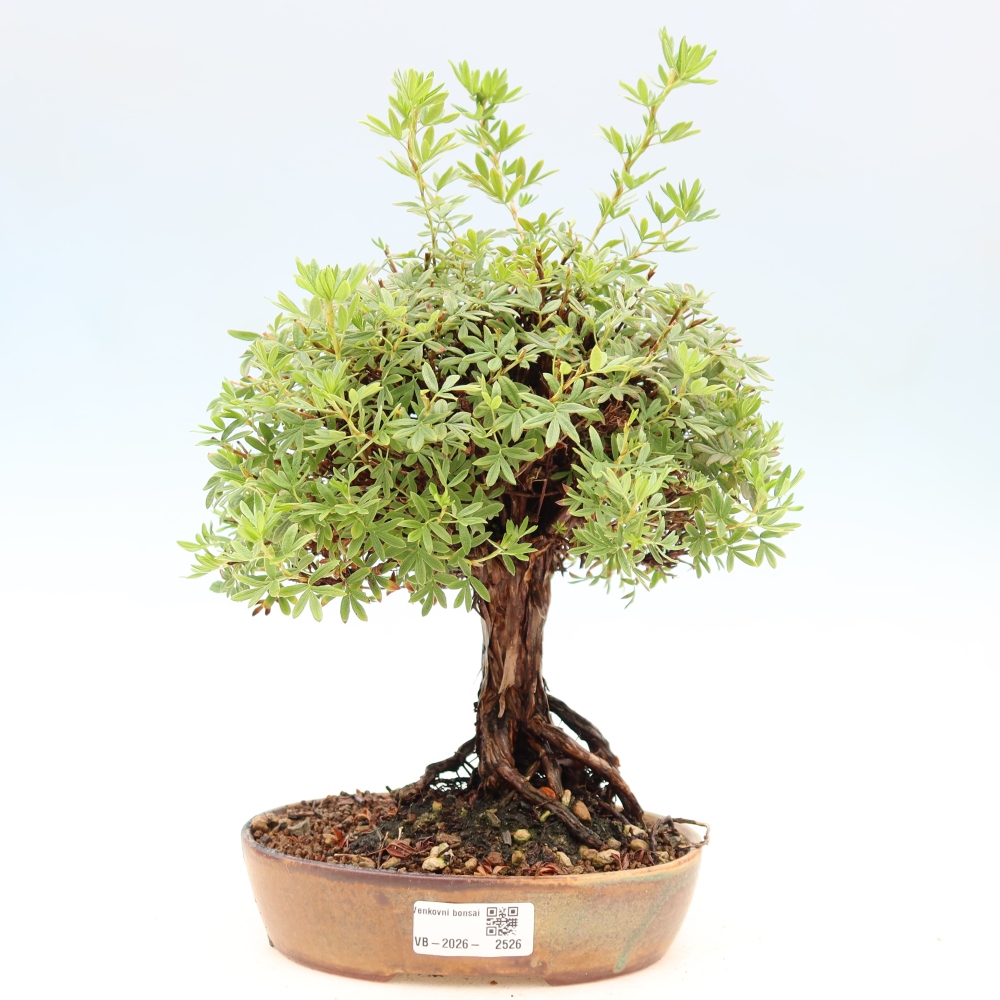 Outdoor bonsai - Potentila fruticosa
