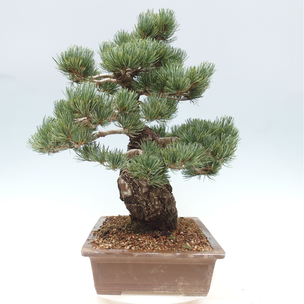 Outdoor bonsai - Pinus parviflora - Small pine tree