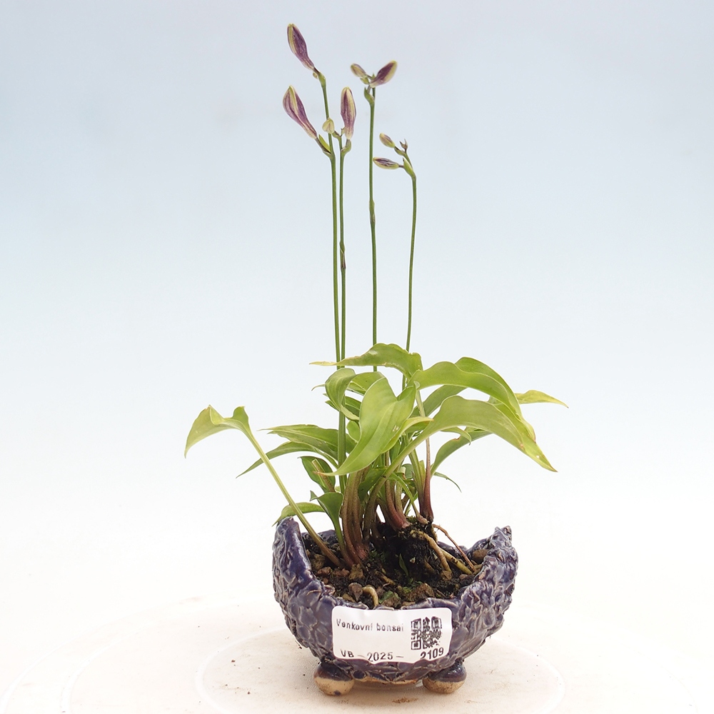 Outdoor bonsai - Mini Hosta - Goddess
