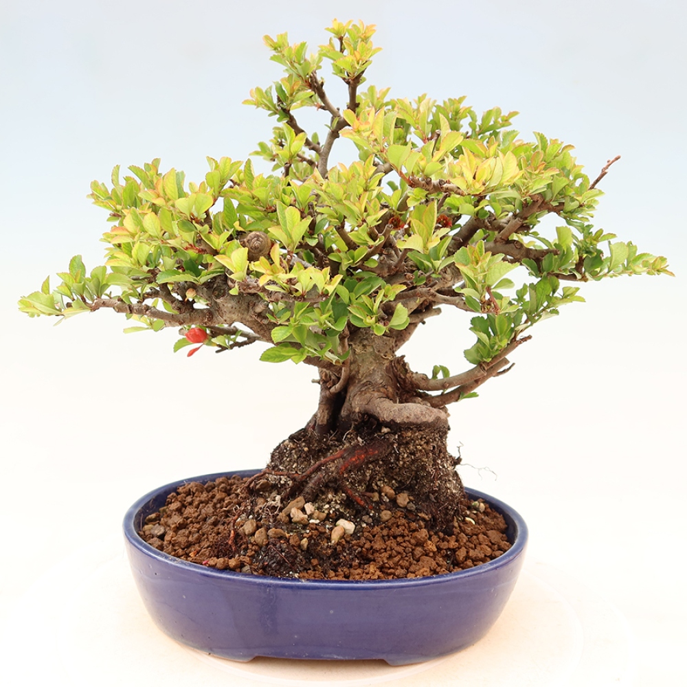 Outdoor bonsai - Chaneomeles speciosa Chojubai