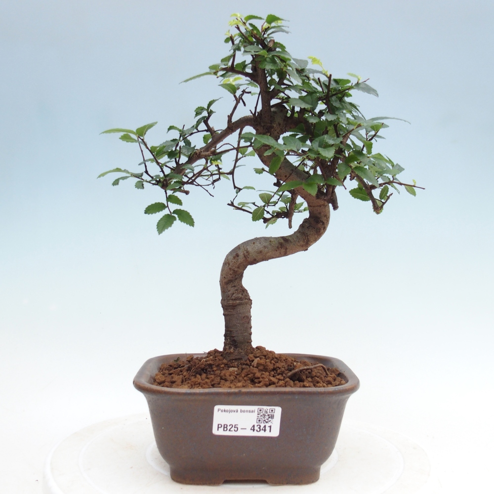 Room bonsai - Ulmus parvifolia - Small-leaved elm