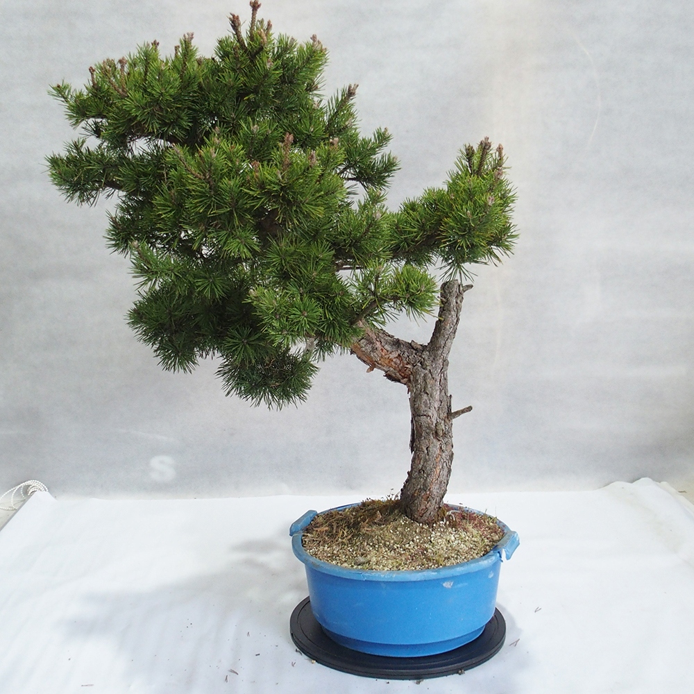 Yamadori - Pinus sylvestris 