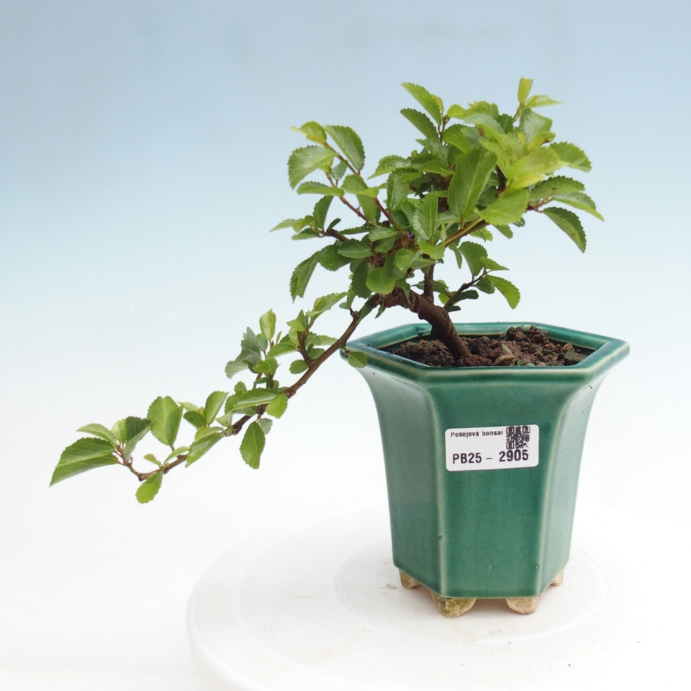 Indoor bonsai - Grewia occidentalis - Lavender star