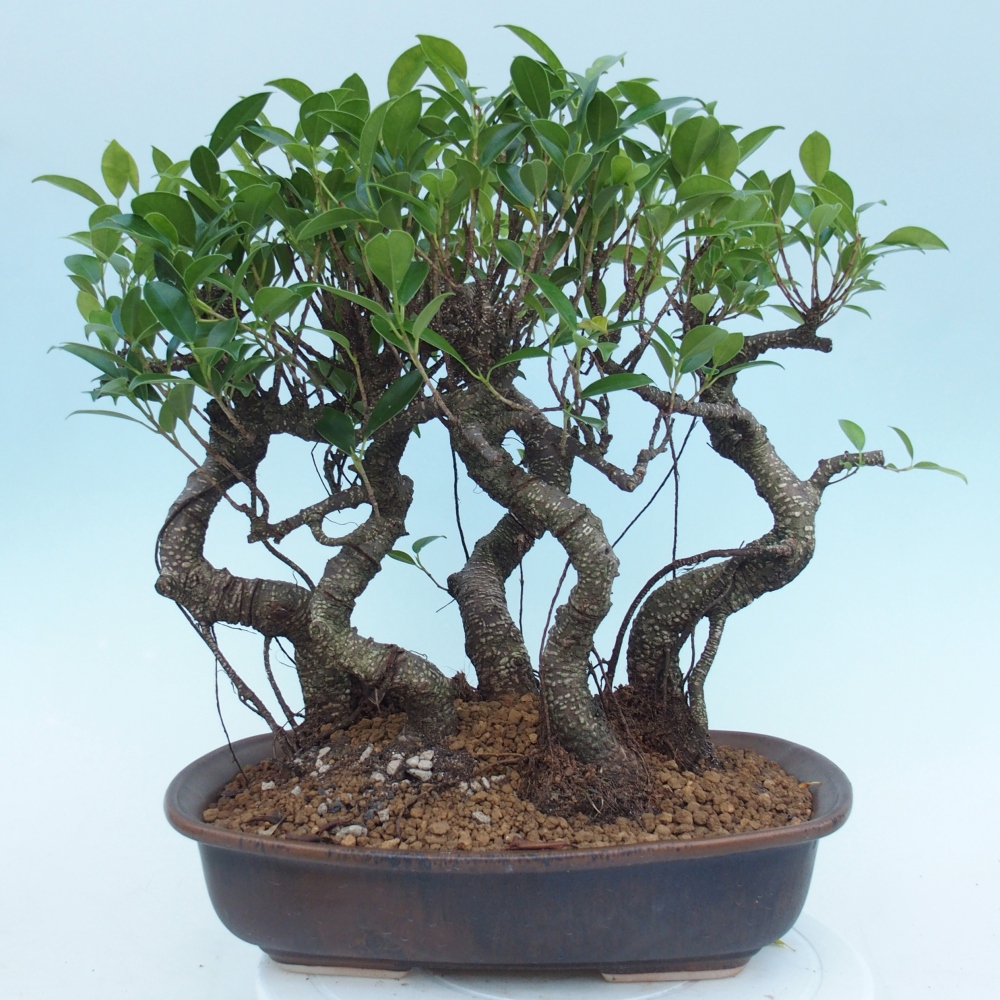 Room bonsai - Ficus kimmen - small-leaved ficus