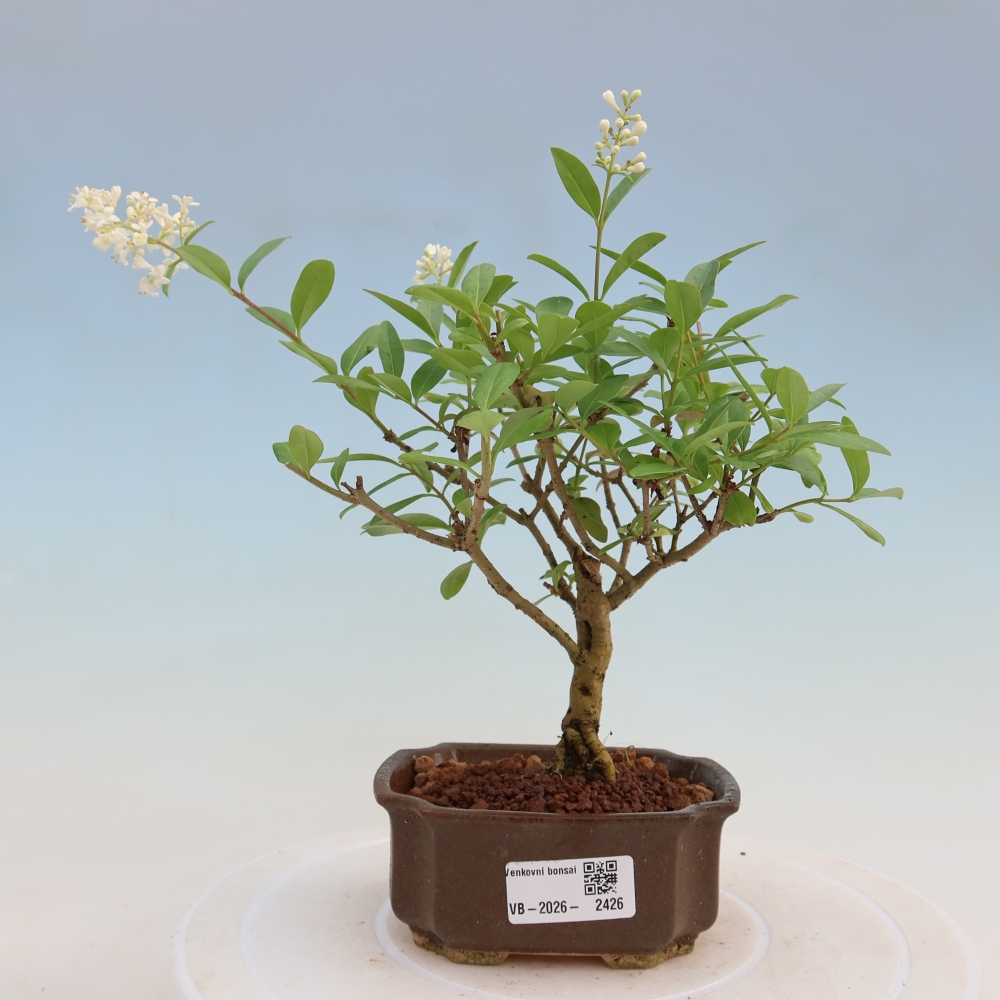Outdoor bonsai - Ligustrum vulgare - Birds Beak