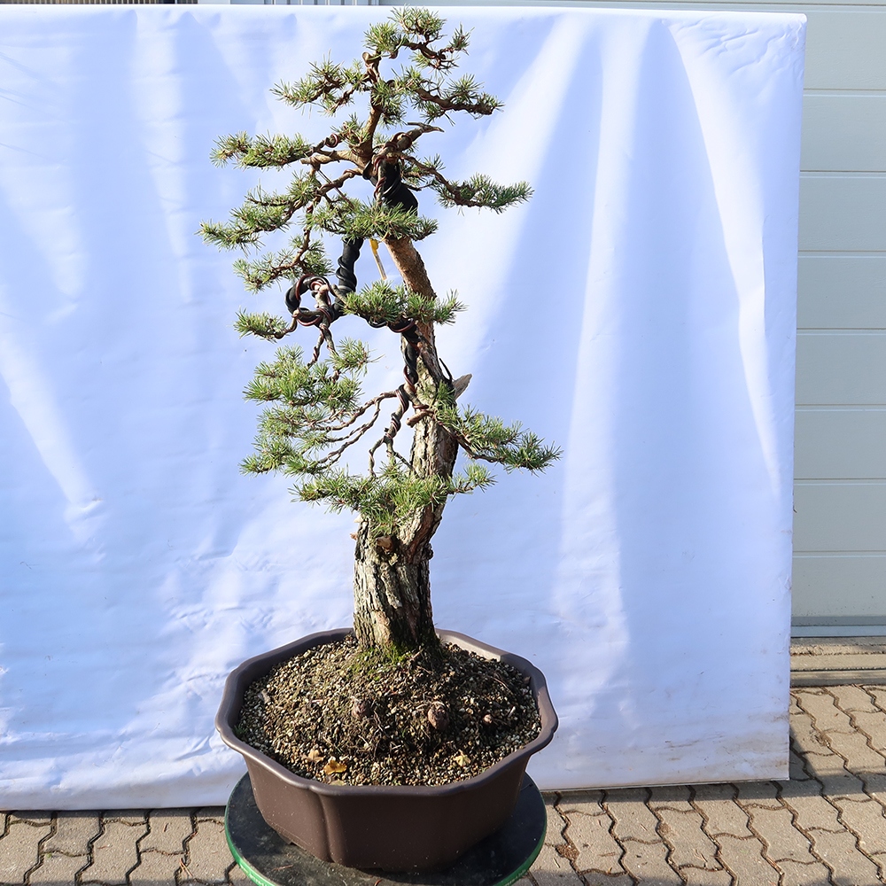 Pinus sylvestris Spain - Scots pine