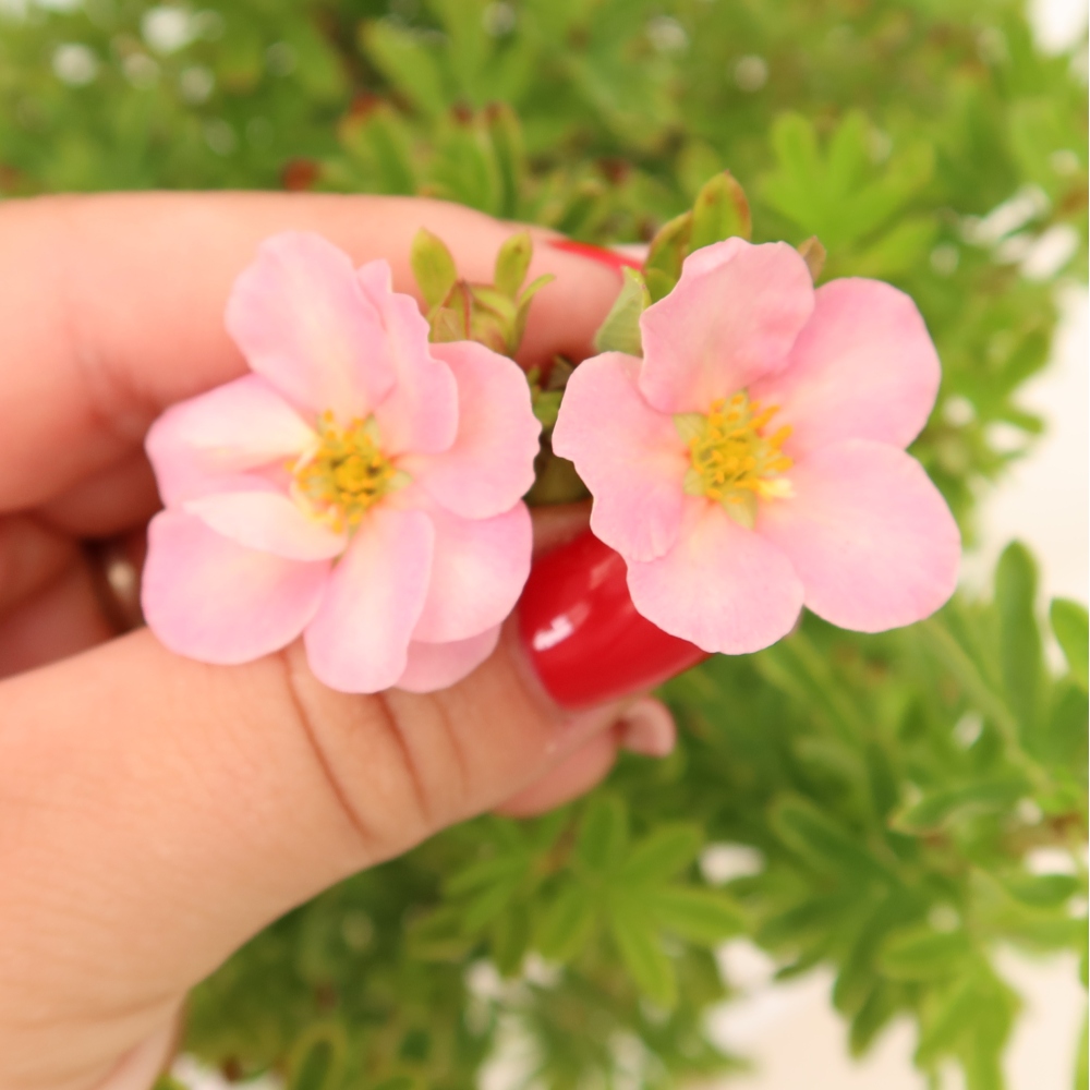 Outdoor Bonsai—Shrubby Cinquefoil—Potentilla fruticosa 'Bellissima'