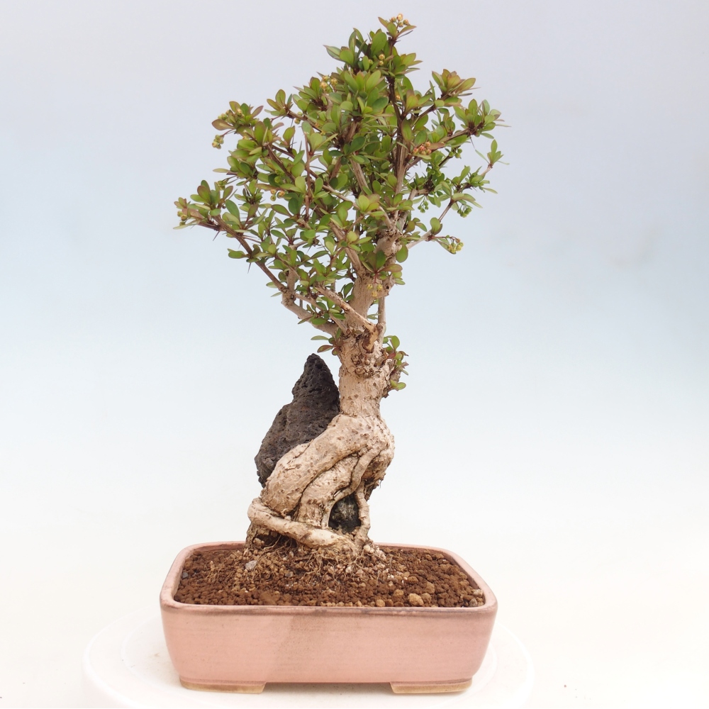Outdoor bonsai - Berberis coreana