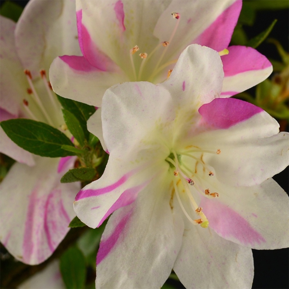 Outdoor bonsai - Japanese Azalea - Azalea Hand