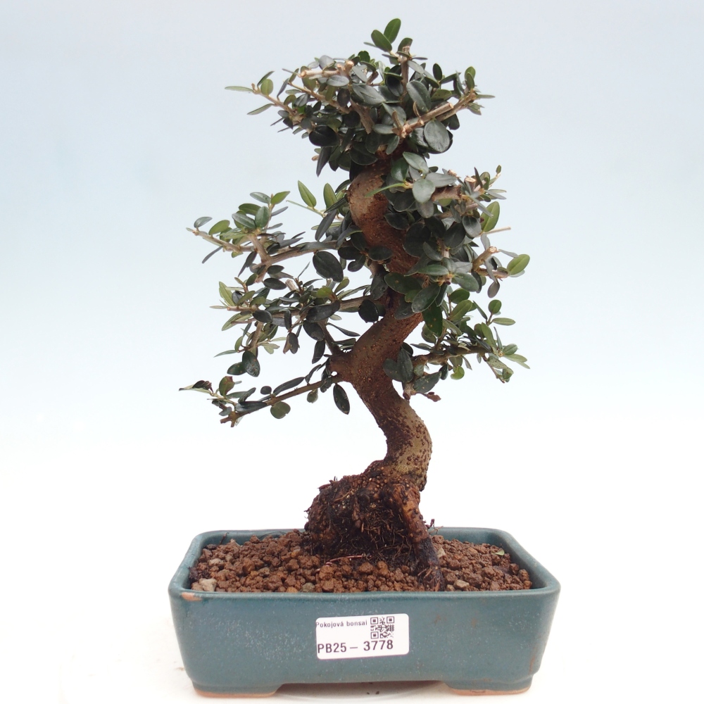 Indoor bonsai - Olea europaea sylvestris