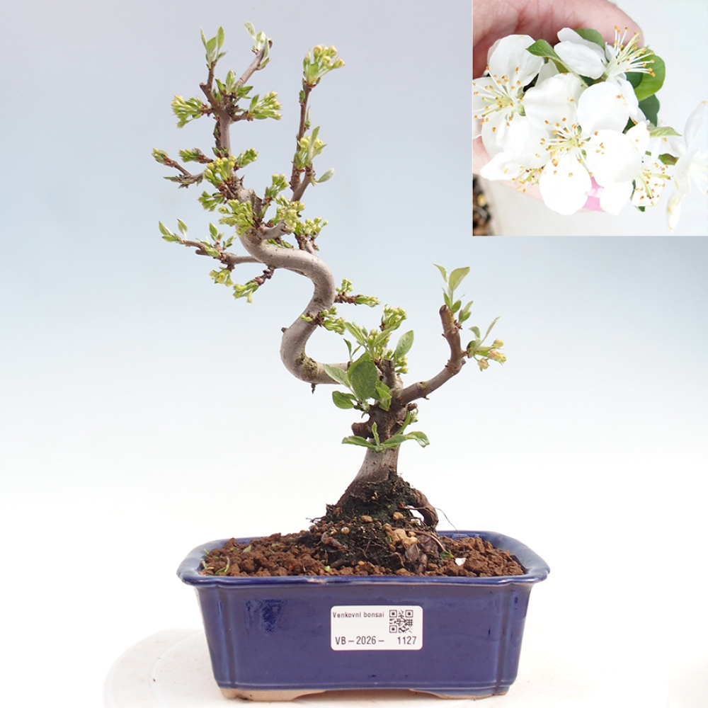 Outdoor bonsai - Malus sargentii - Small-fruited apple tree