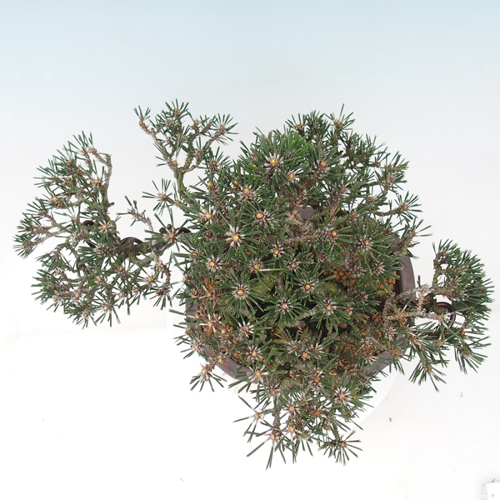 Outdoor bonsai - Pinus thunbergii Kotobuki - Thunberg pine