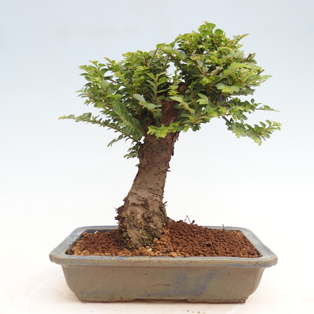 Outdoor bonsai - Ulmus parvifolia Hokkaido - Chinese elm