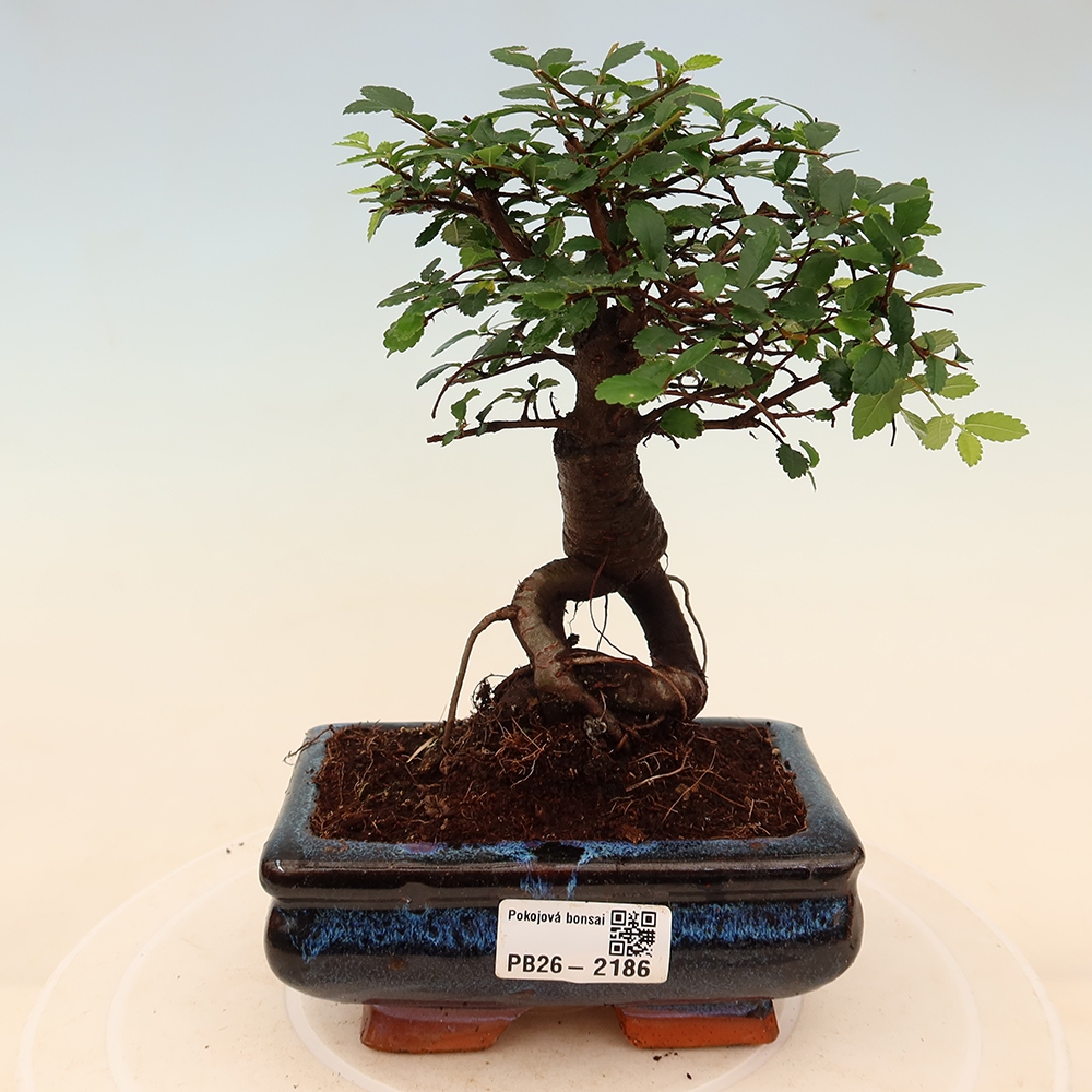 Room bonsai - Ulmus parvifolia - Small-leaved elm