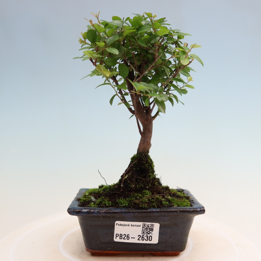Room bonsai - Sageretia thea - Sageretia thea