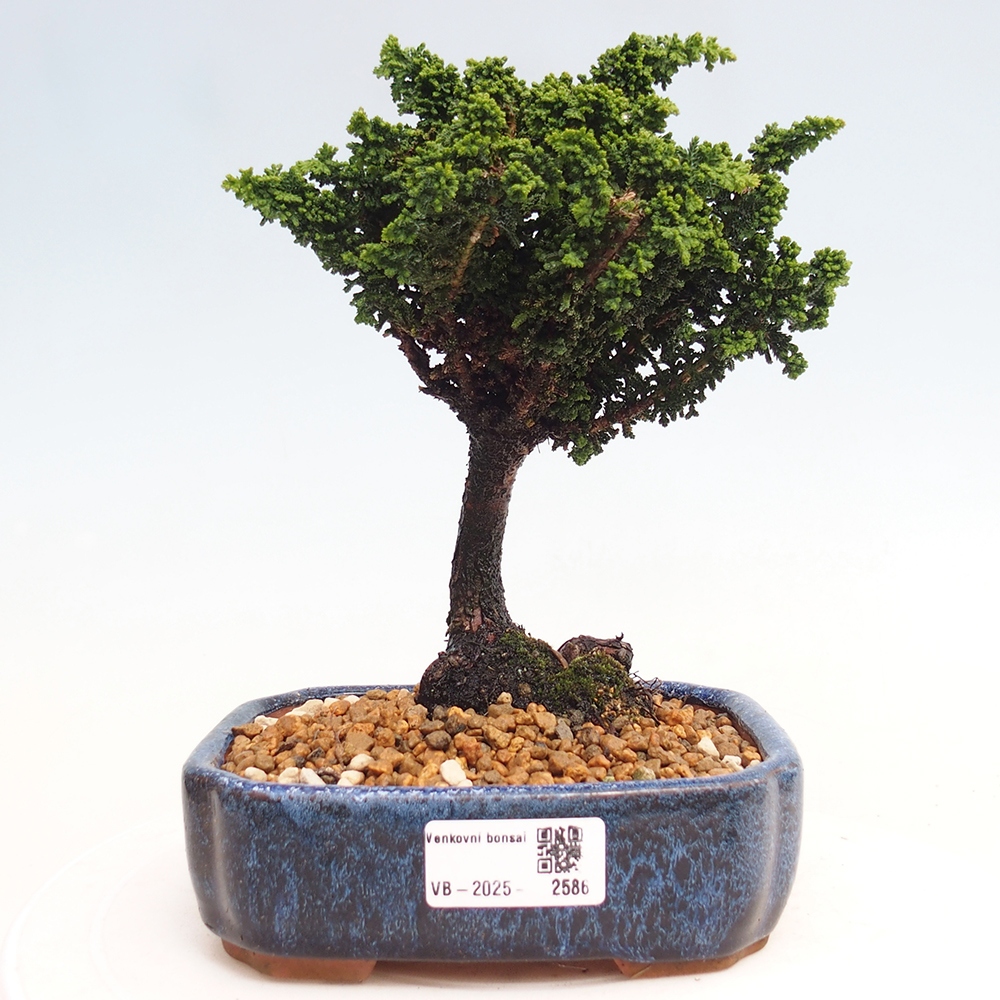 Outdoor bonsai - Cham. obtusa SEKKA HINOKI - Cypress
