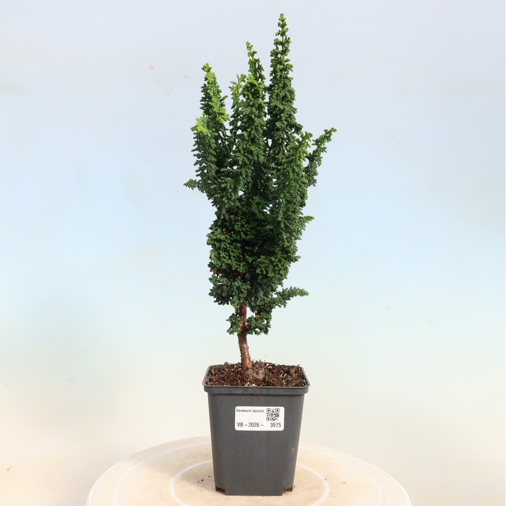 Outdoor bonsai - Cham. obtusa SEKKA HINOKI - Cypress