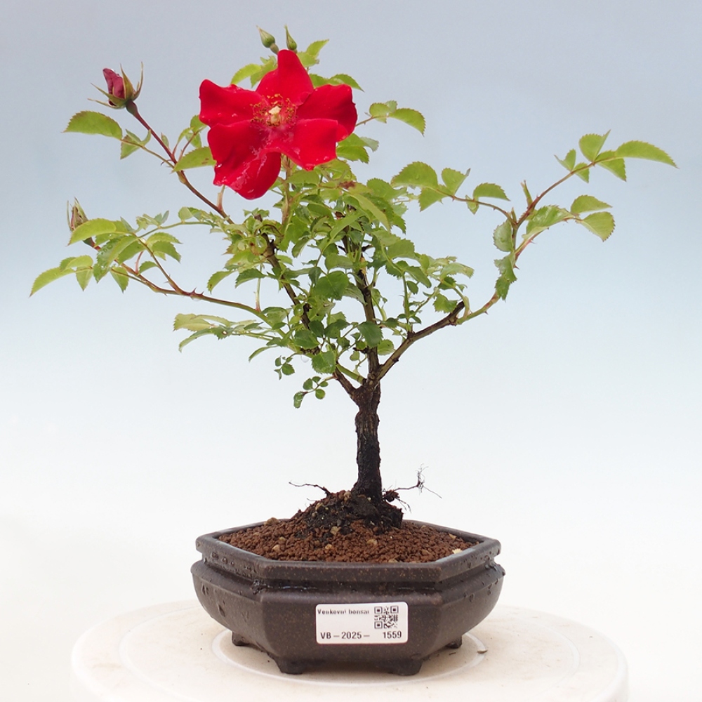 Outdoor bonsai - Rosa Kordes -  rose