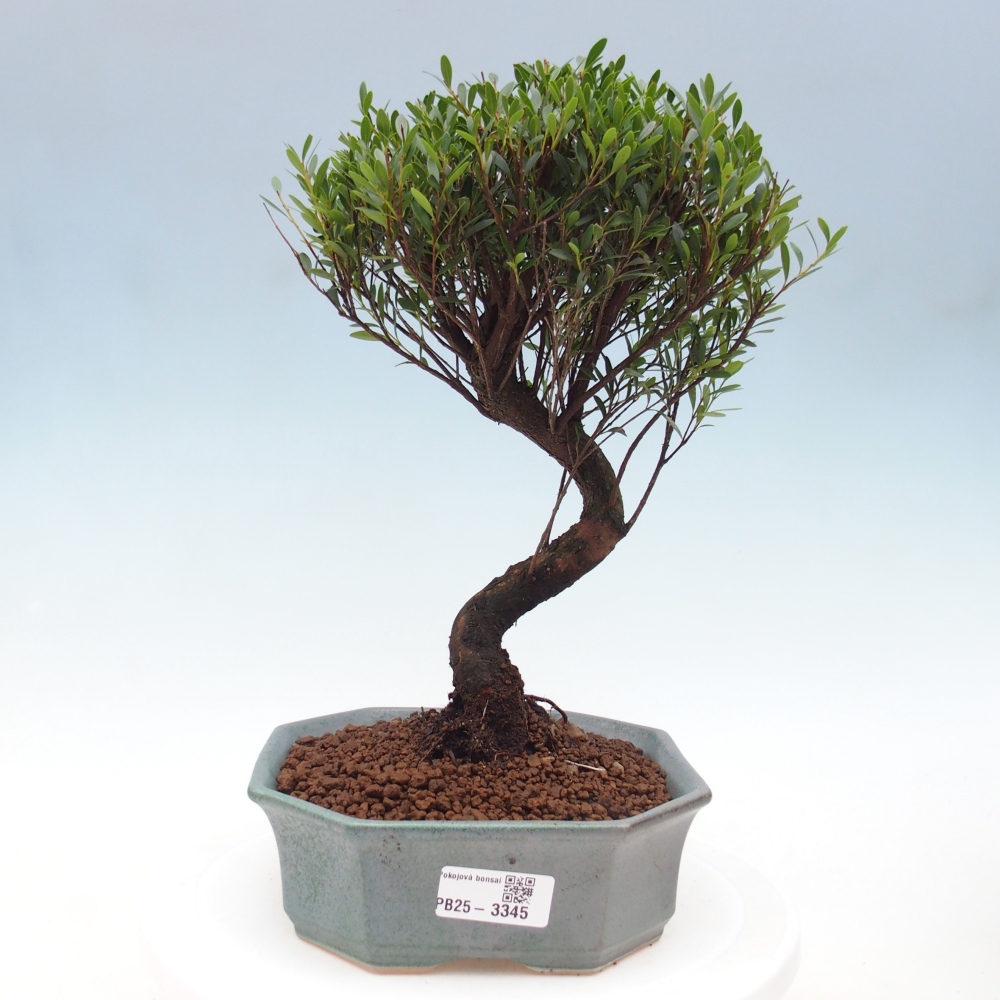Room bonsai - Syzygium - Pimento