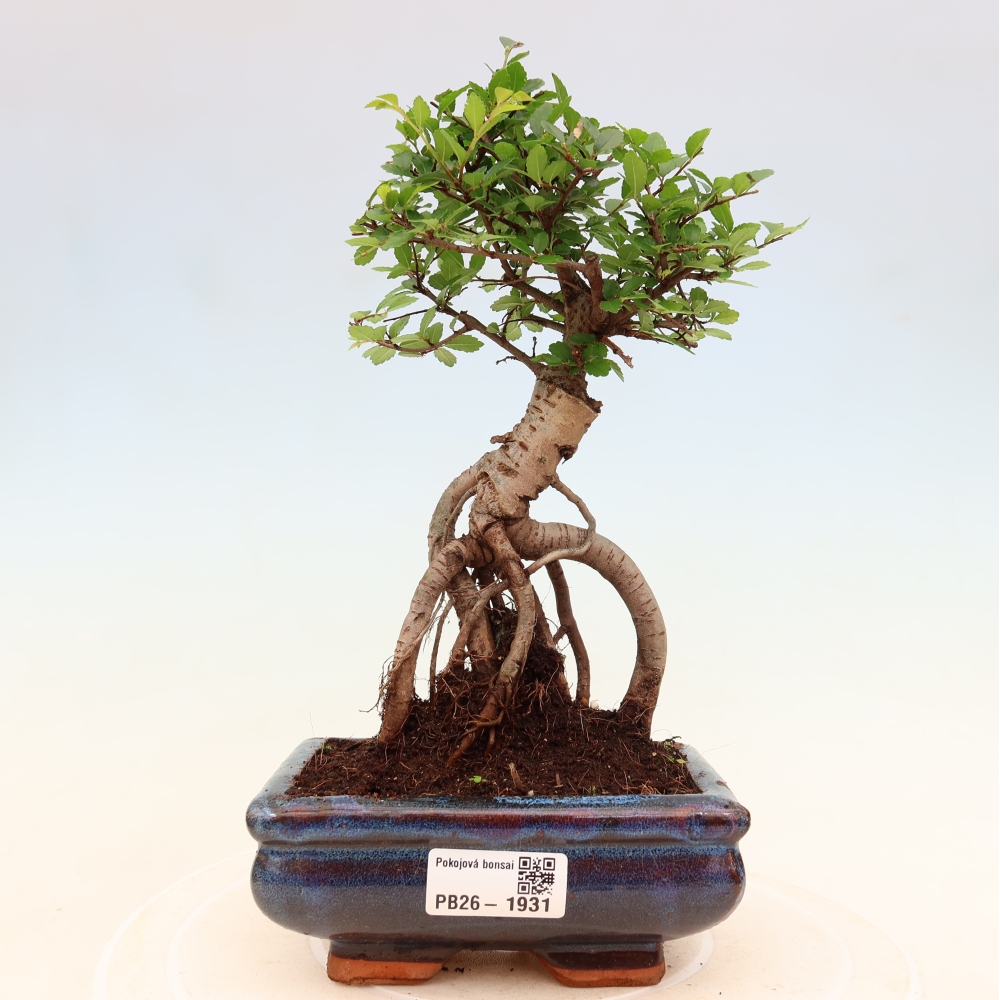 Room bonsai - Ulmus parvifolia - Small-leaved elm