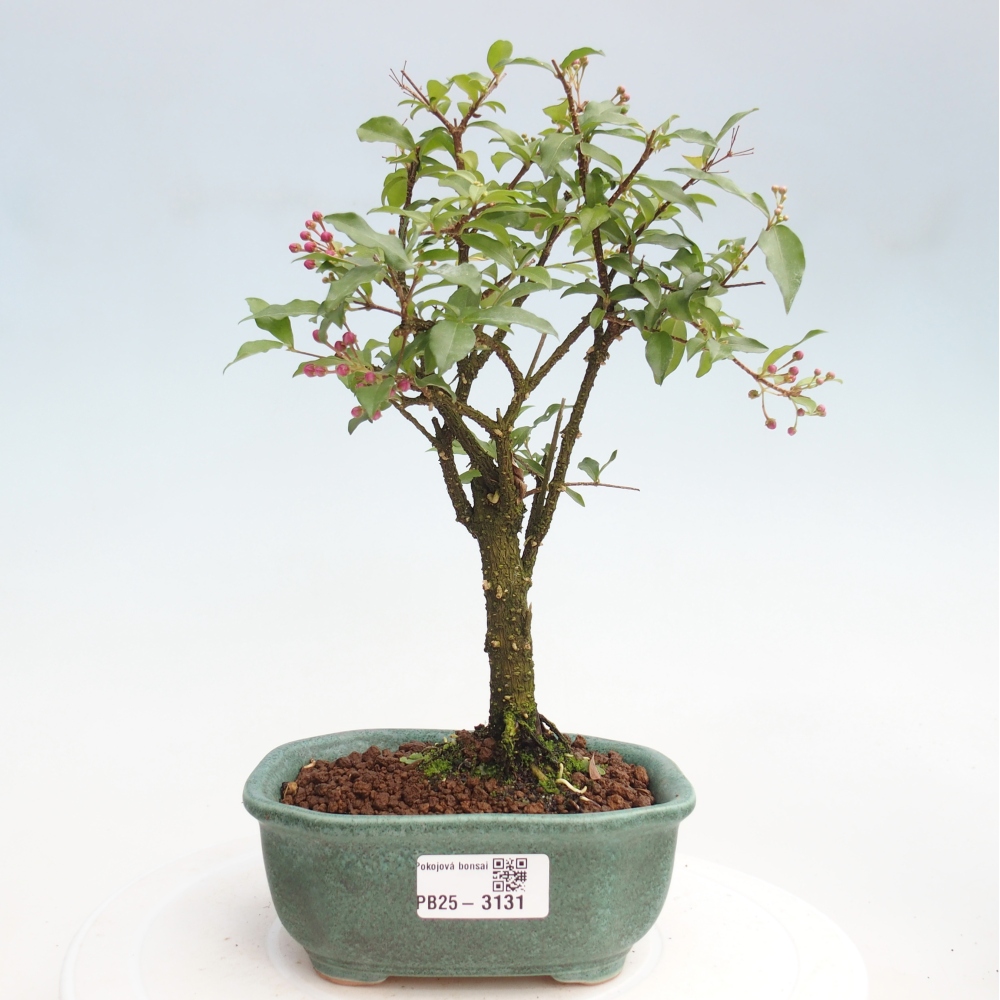 Room bonsai - Malpighia coccigera- Barbdorian cherry