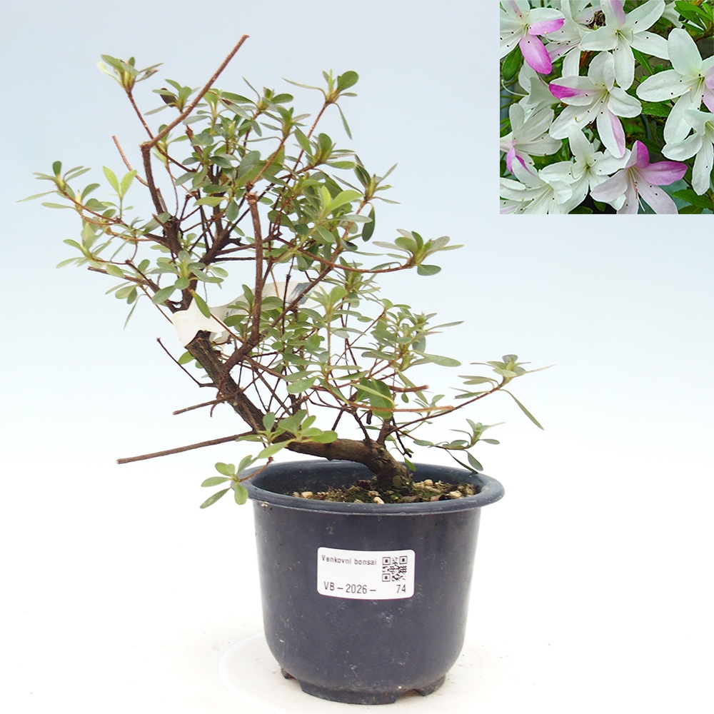 Outdoor bonsai - Japanese Azalea - Azalea Yukigesho