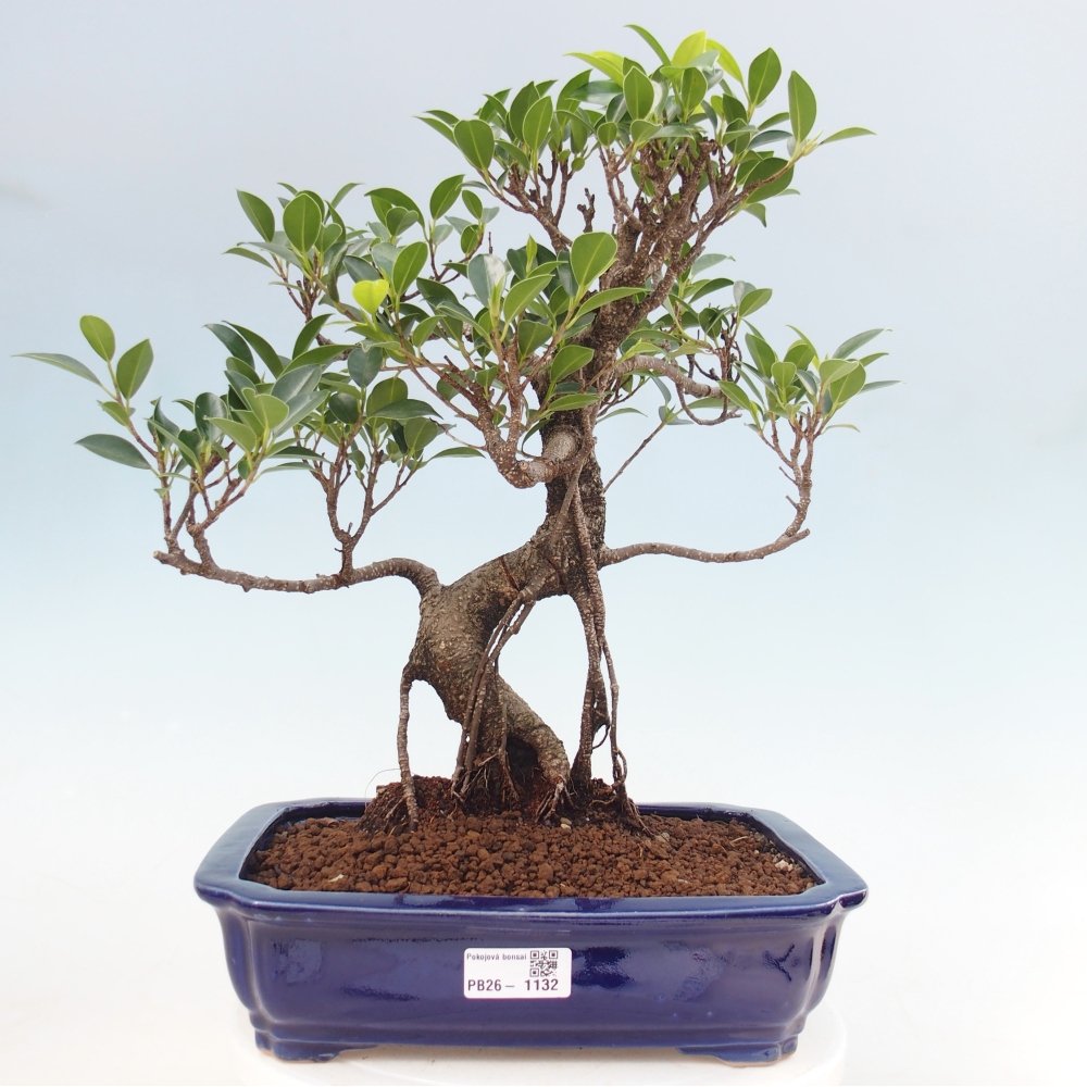 Room bonsai - Ficus kimmen - small-leaved ficus