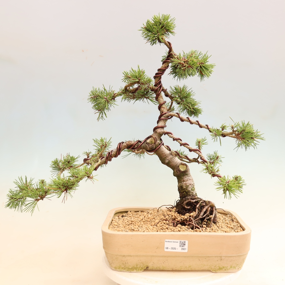 Outdoor Bonsai - Pinus mugo Humpy  - Mountain Pine