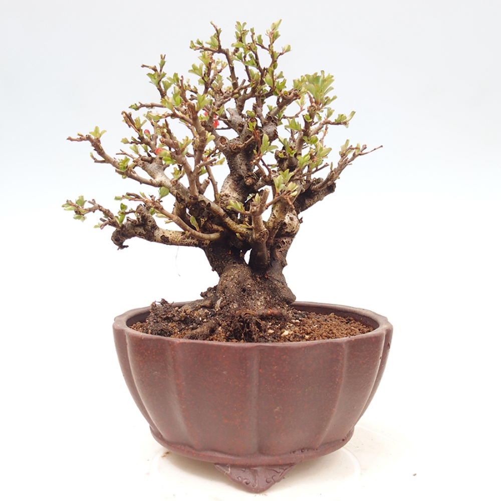 Outdoor bonsai - Chaneomeles speciosa - Quince