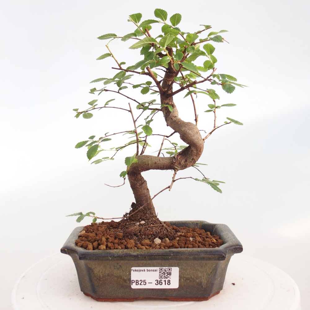 Room bonsai - Ulmus parvifolia - Small-leaved elm