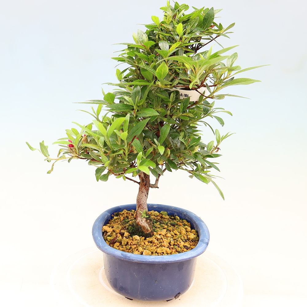 Outdoor bonsai - Japanese Azalea - Azalea Yoko