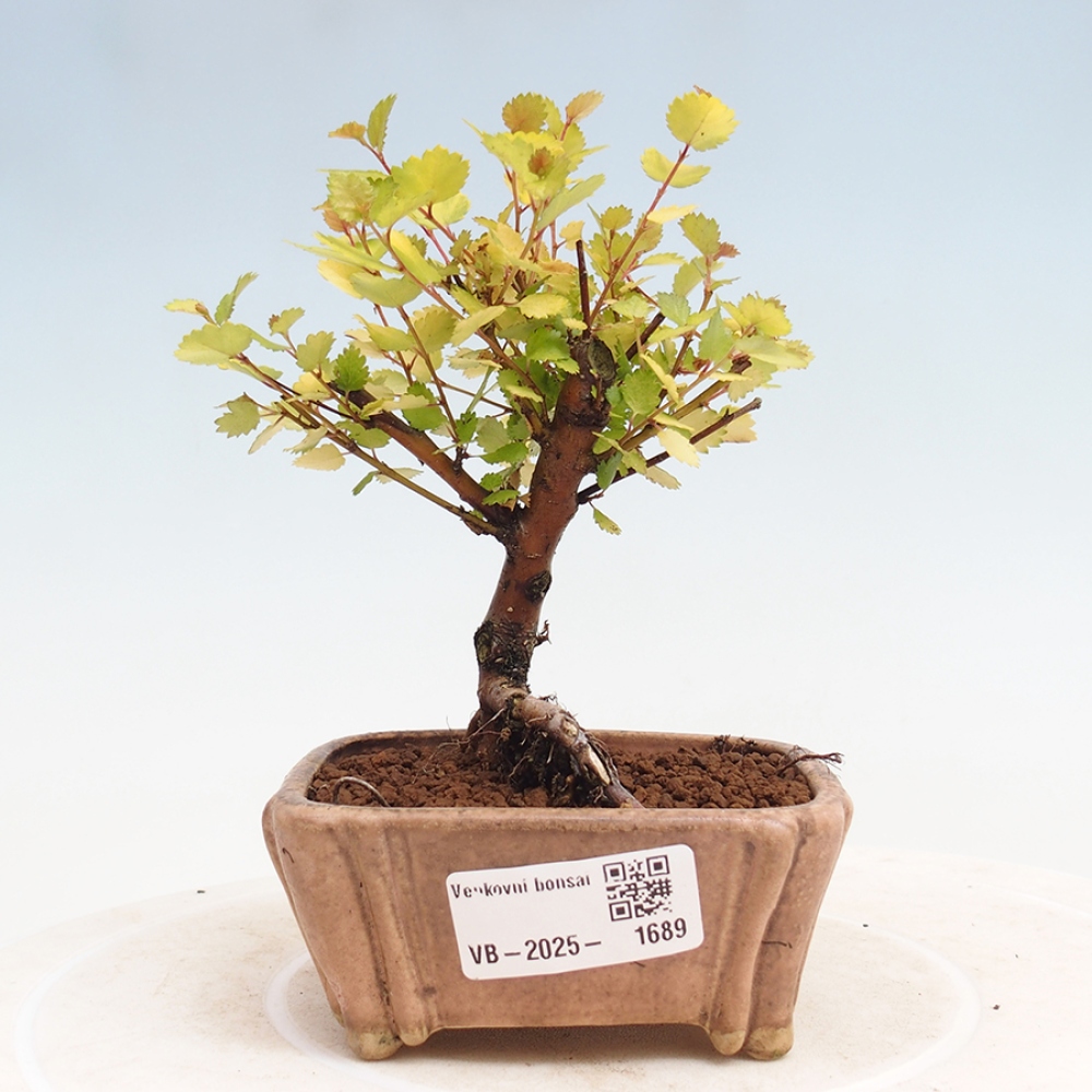 Outdoor bonsai - dwarf birch - Betula NANA Treasure