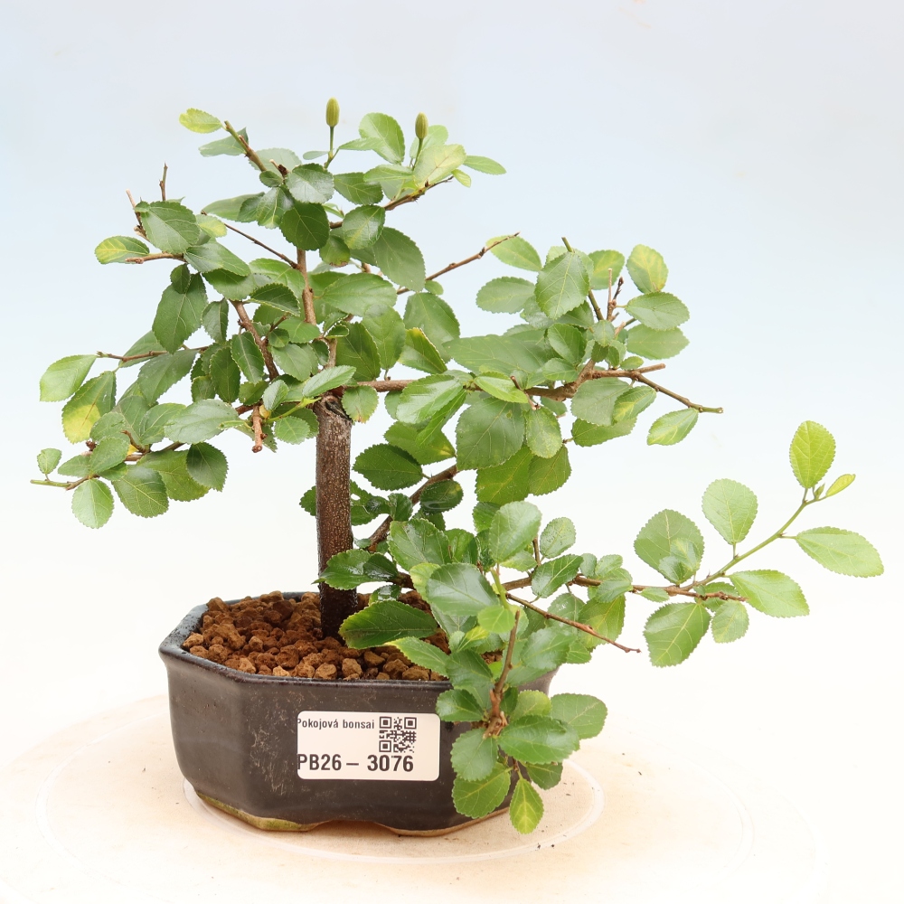 Indoor Bonsai—Grewia occidentalis—Lavender Starflower